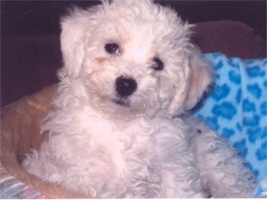 Baby Bichon Frise