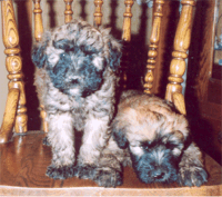 Baby Wheaten Terriers